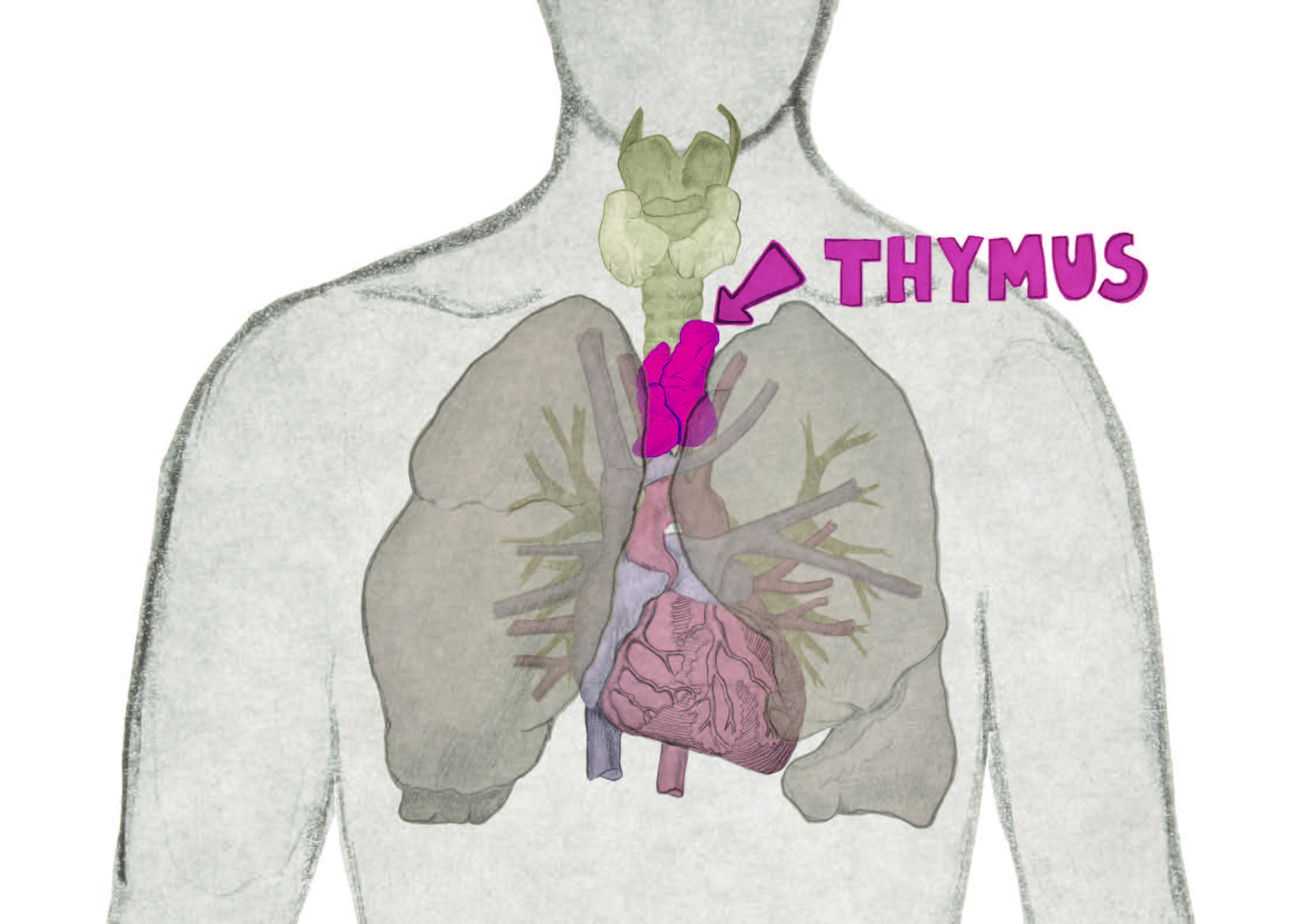 Human Thymus Gland   Thymus Location Illustration 0 